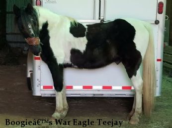 Boogie’s War Eagle Teejay